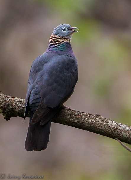 Ashy Wood-Pigeon - Jainy Kuriakose