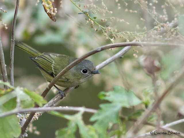 Green Shrike-Babbler (Black-crowned) - ML378281571