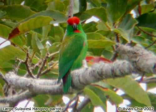 Sulawesi Hanging-Parrot - Alfred Chia