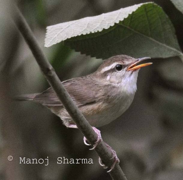 Pale-footed Bush Warbler - Manoj Sharma