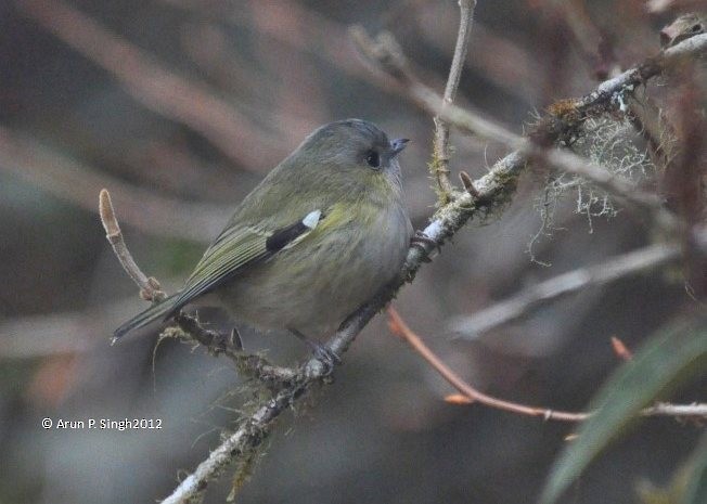 Green Shrike-Babbler (Black-crowned) - ML378287641