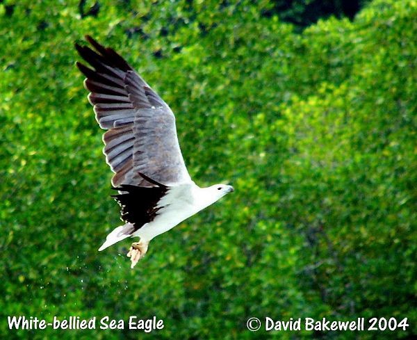 White-bellied Sea-Eagle - ML378288101