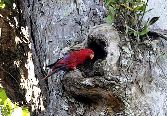 Red Lory - ML378289881