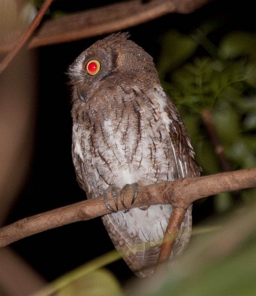 Rinjani Scops-Owl - wiel poelmans