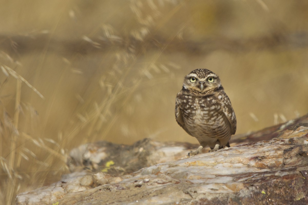 Burrowing Owl - ML37829241
