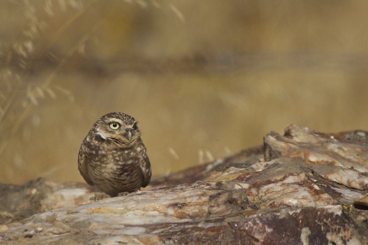 Burrowing Owl - Torin Waters 🦉