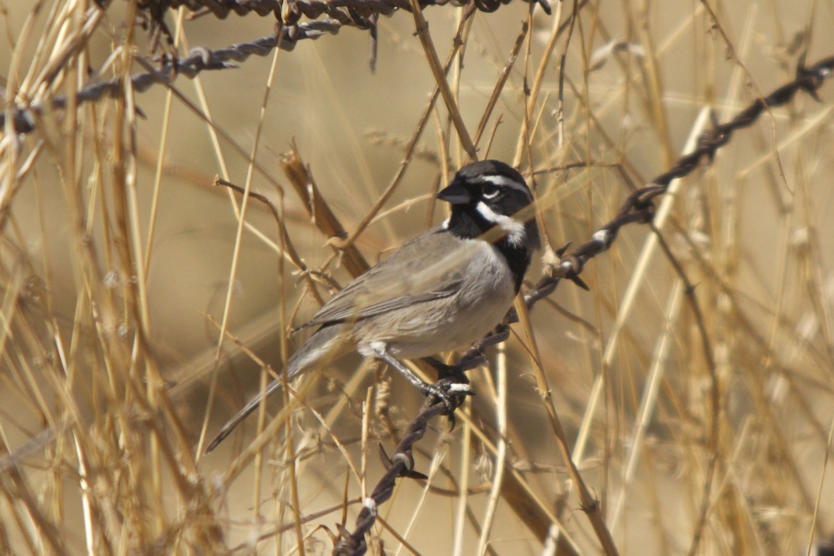 Black-throated Sparrow - ML37829271