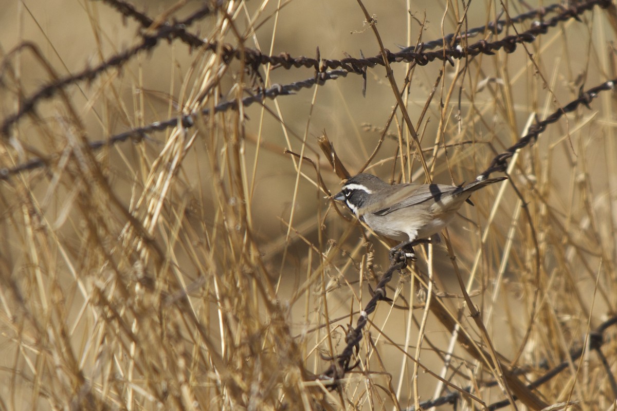 Black-throated Sparrow - ML37829281