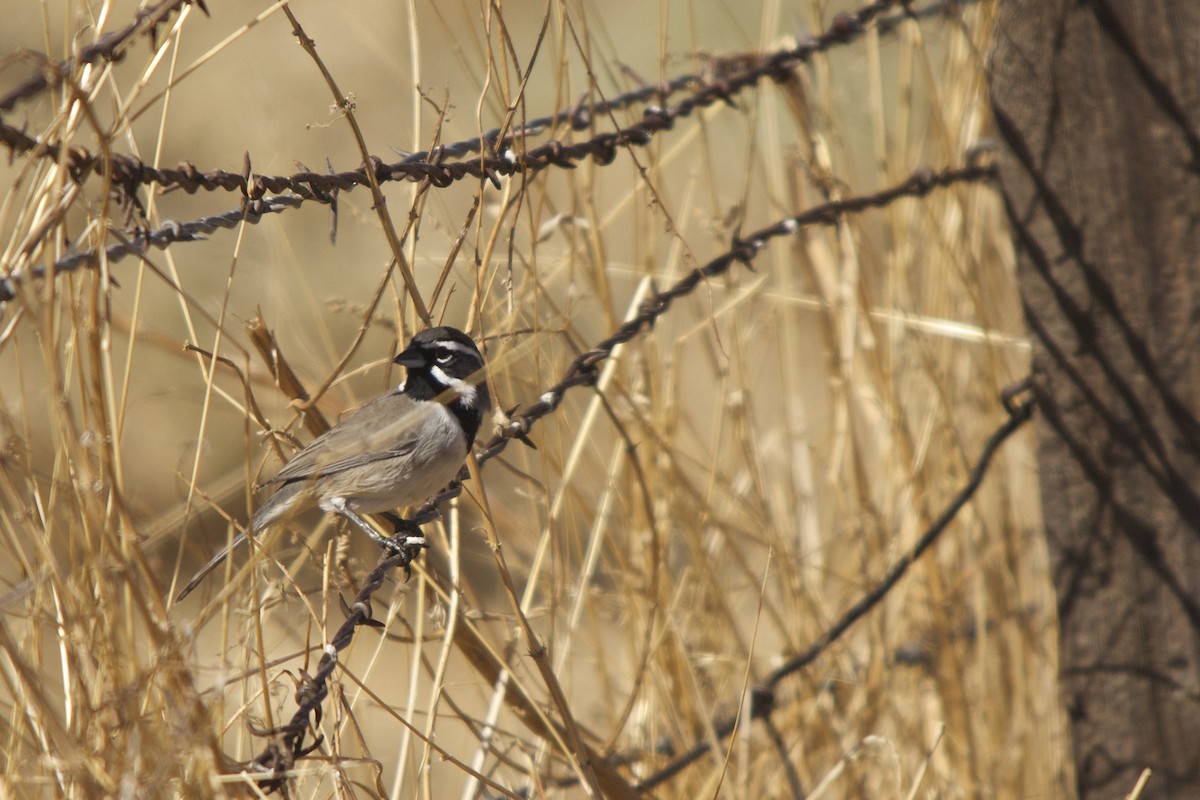 Black-throated Sparrow - ML37829291