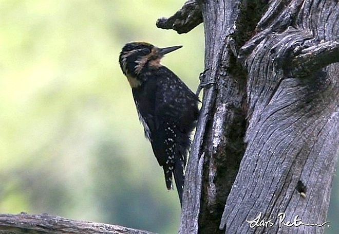 Eurasian Three-toed Woodpecker (Dark-bodied) - ML378295391