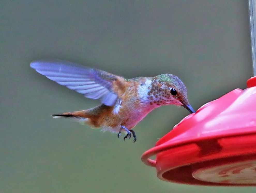 Rufous Hummingbird - Tom Murray