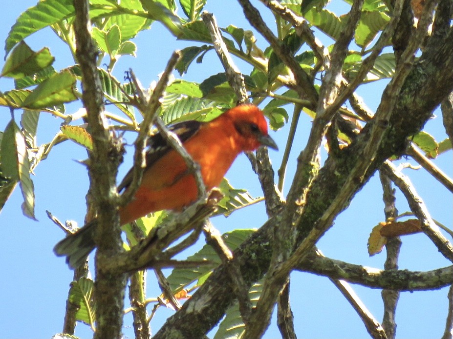 Flame-colored Tanager - ML378297511
