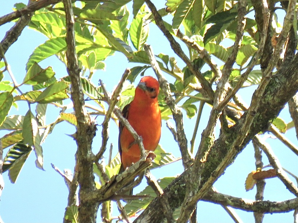 Flame-colored Tanager - ML378297521