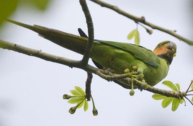 Long-tailed Parakeet (Nicobar) - ML378298201