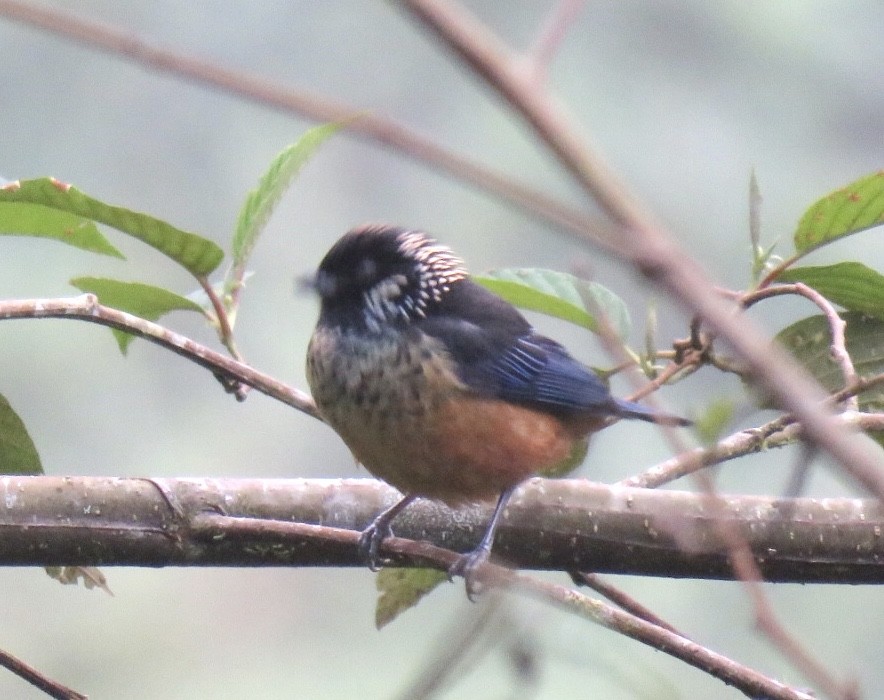 Spangle-cheeked Tanager - ML378298231