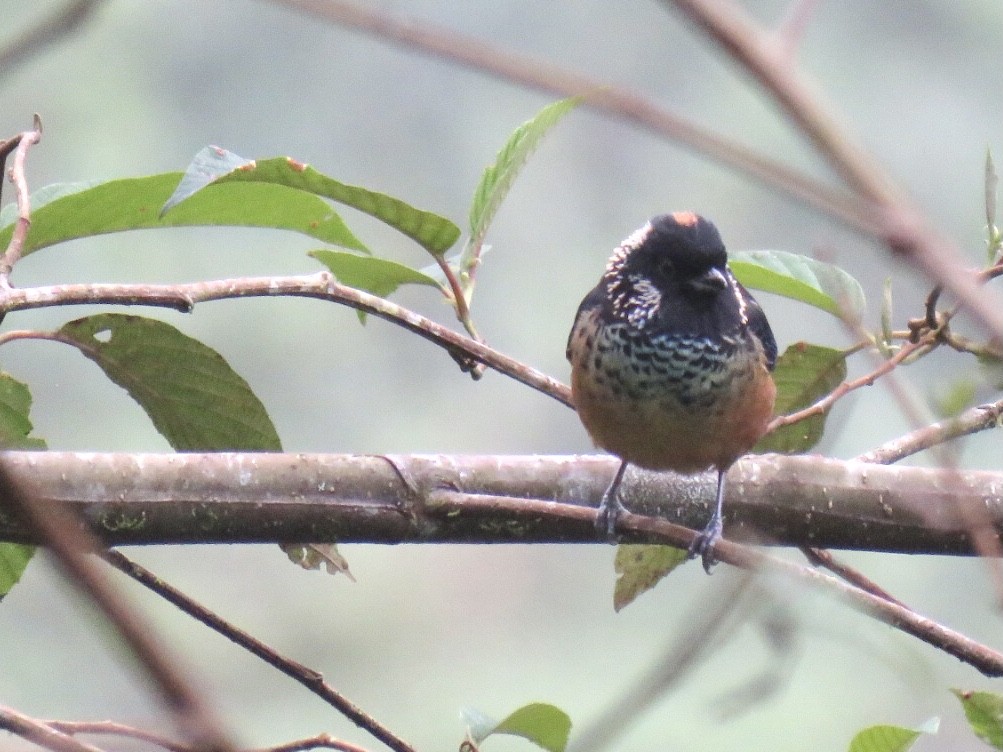 Spangle-cheeked Tanager - ML378298251