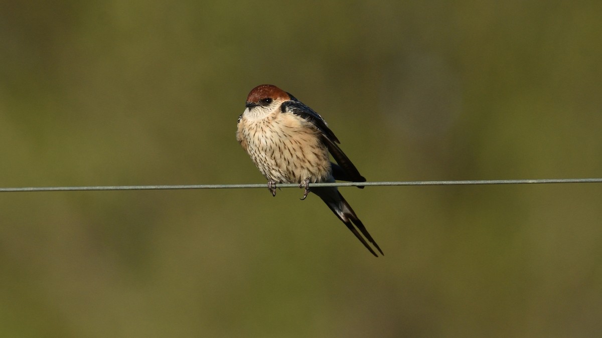 Greater Striped Swallow - ML378300191