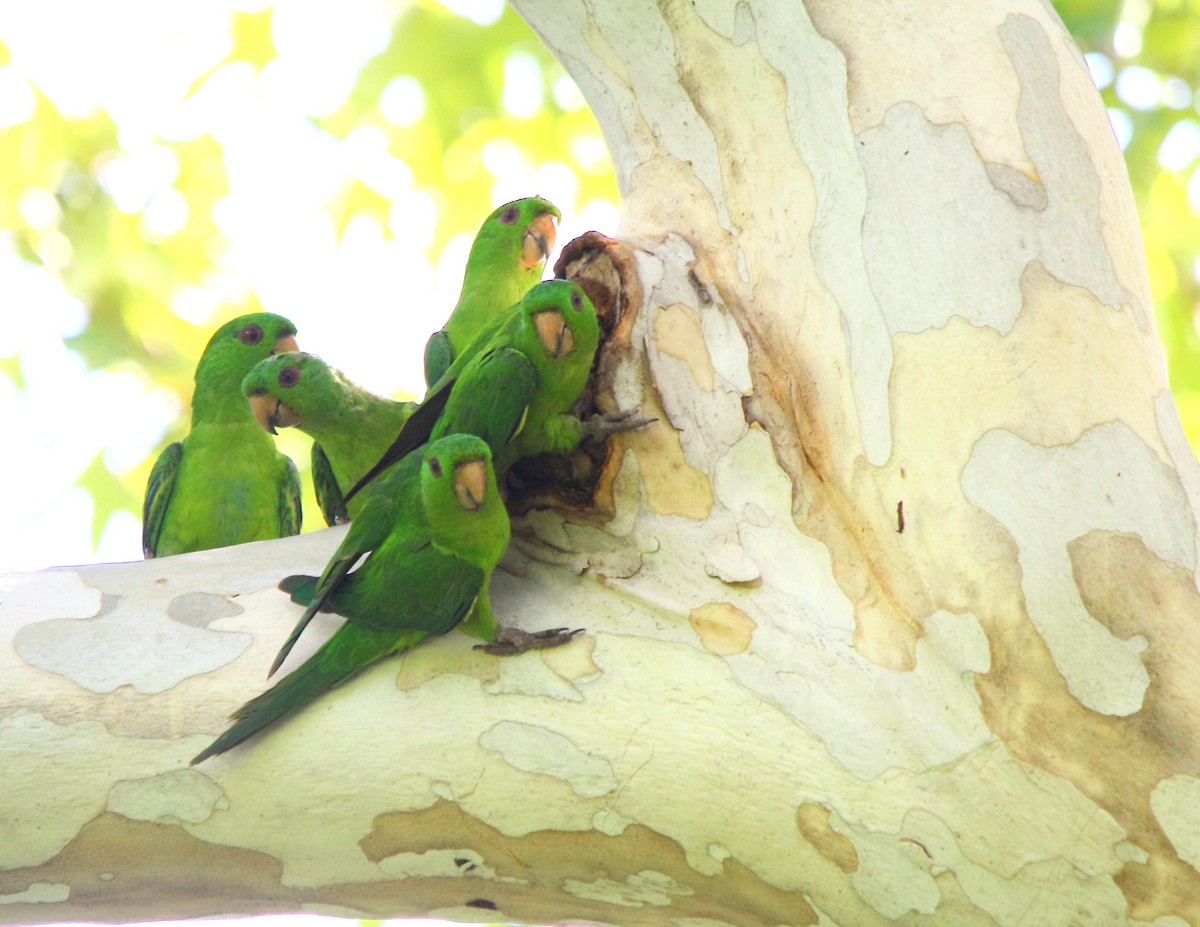 Meksika Yeşil Papağanı - ML37830161
