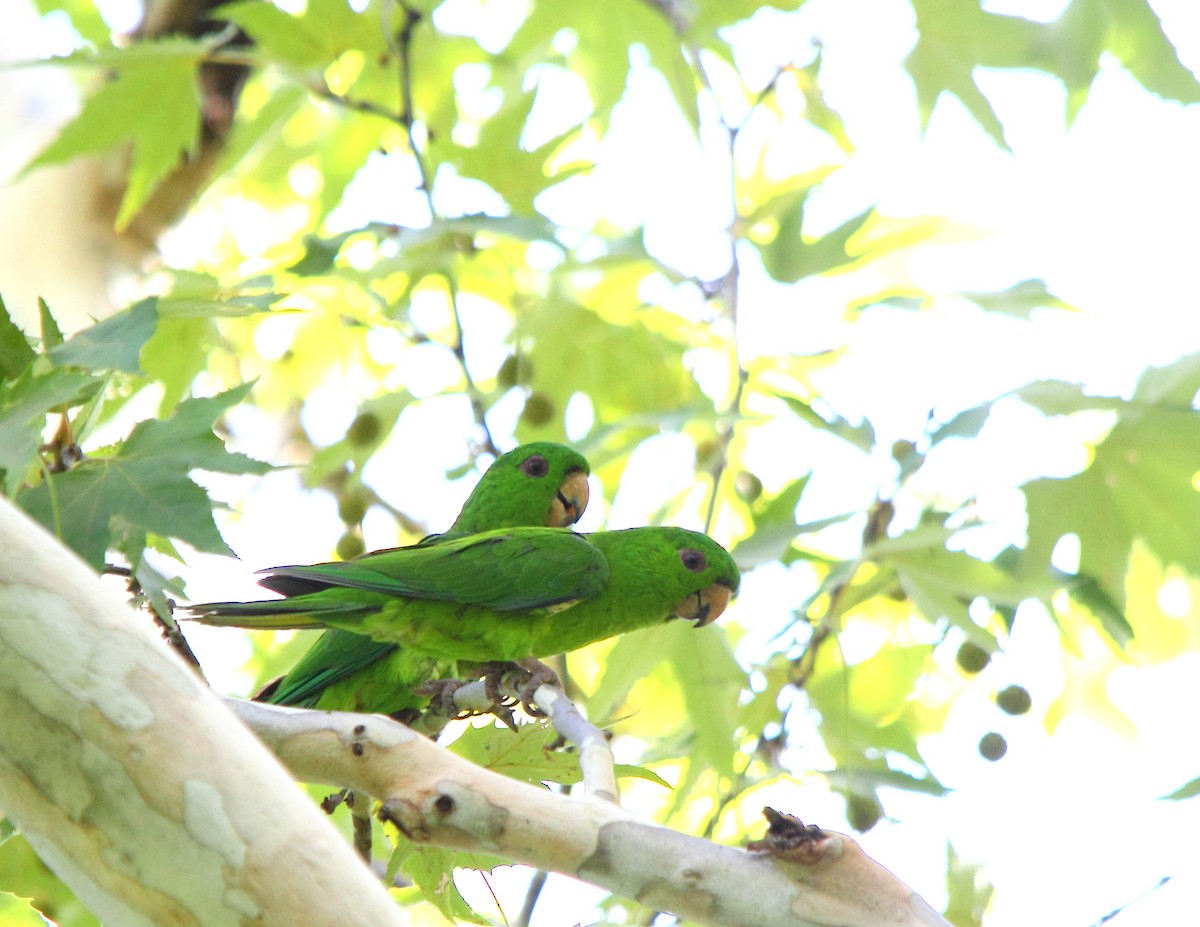 Green Parakeet - Javier Cruz Nieto