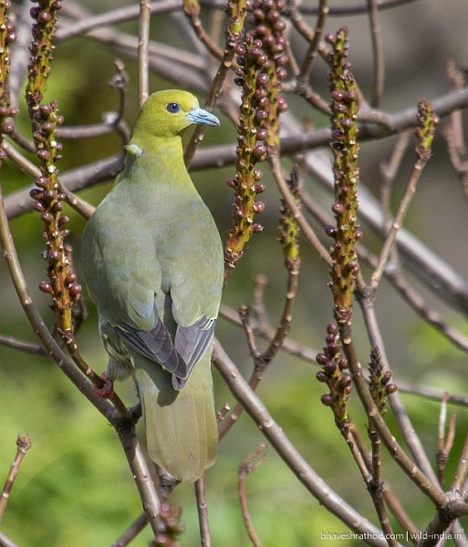 Wedge-tailed Green-Pigeon - Bhavesh Rathod