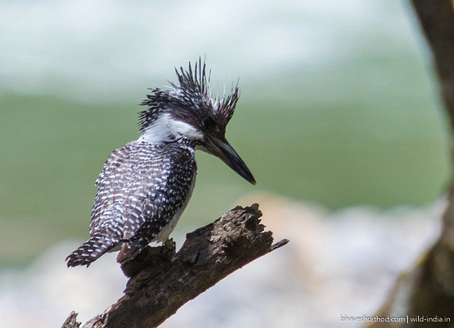 Crested Kingfisher - ML378305641