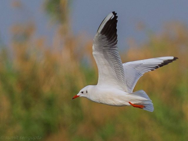 Mouette rieuse - ML378305761