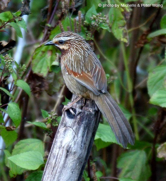 Striped Laughingthrush - Michelle & Peter Wong