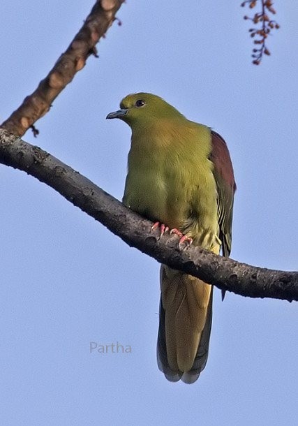 Wedge-tailed Green-Pigeon - ML378306881