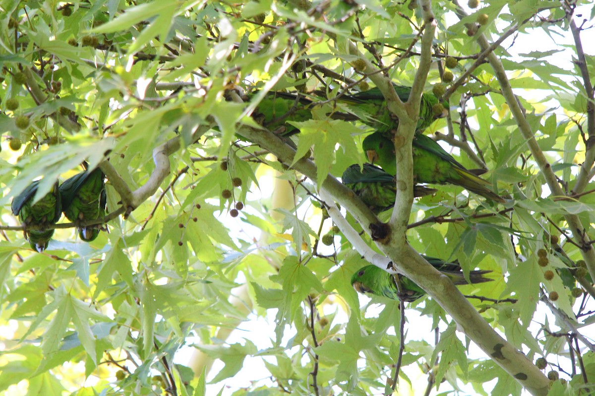 Meksika Yeşil Papağanı - ML37830721