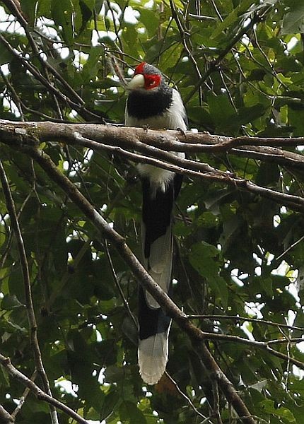 Red-faced Malkoha - ML378308681
