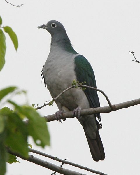 Spectacled Imperial-Pigeon - ML378309161