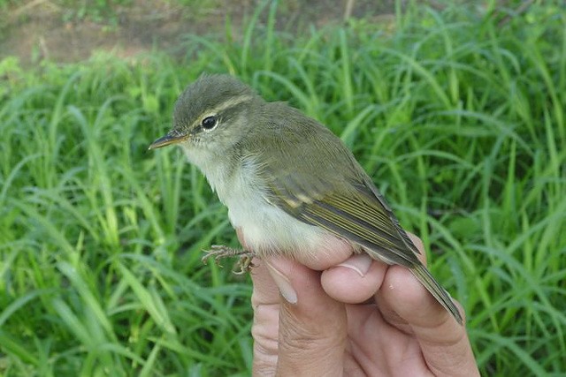 Greenish Warbler (trochiloides/ludlowi) - Woraphot Bunkhwamdi