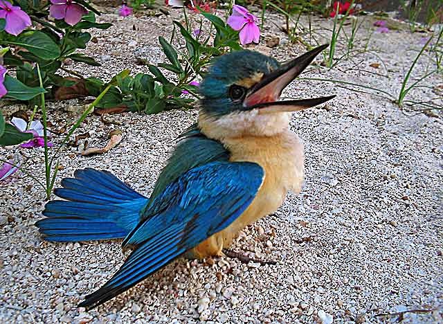 Sacred Kingfisher (Australasian) - ML378313831