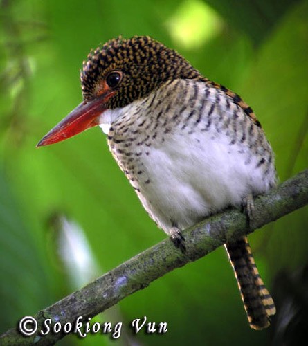 Banded Kingfisher (Black-faced) - ML378316451