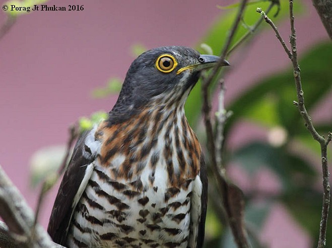 Large Hawk-Cuckoo - Porag Phukan