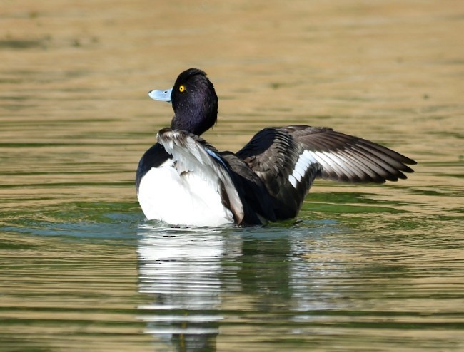 Tufted Duck - ML378318261
