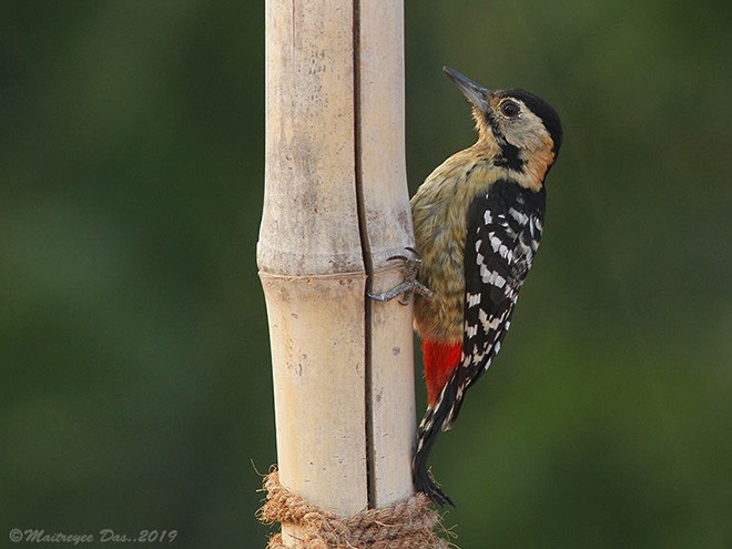 Fulvous-breasted Woodpecker - Maitreyee Das