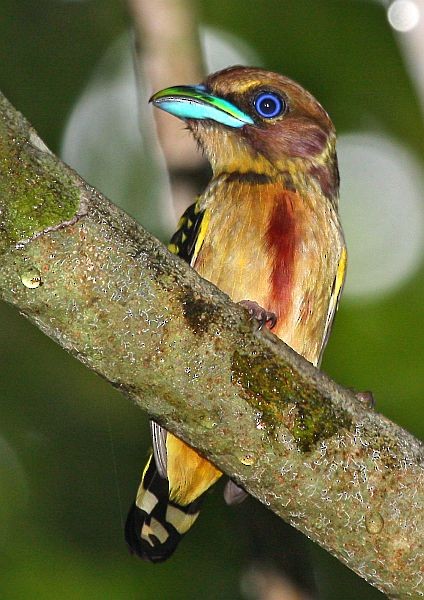 Banded Broadbill (Banded) - Dave Bakewell