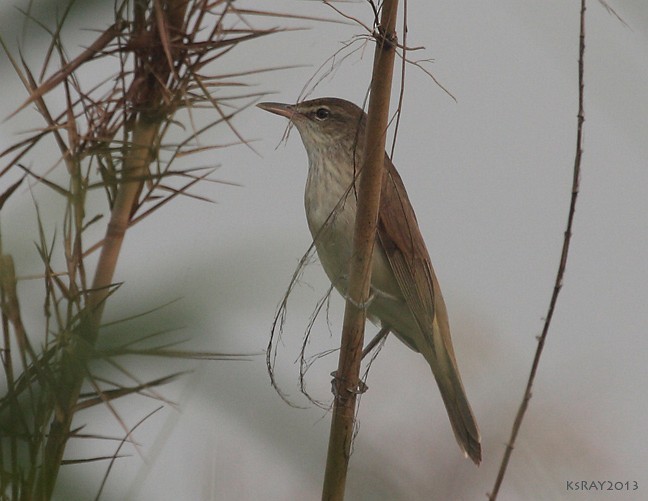 Oriental Reed Warbler - Kshounish Ray
