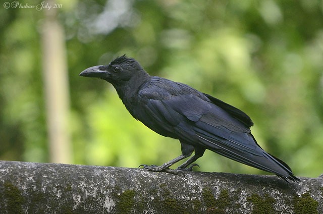 Large-billed Crow (Eastern) - Raj Phukan