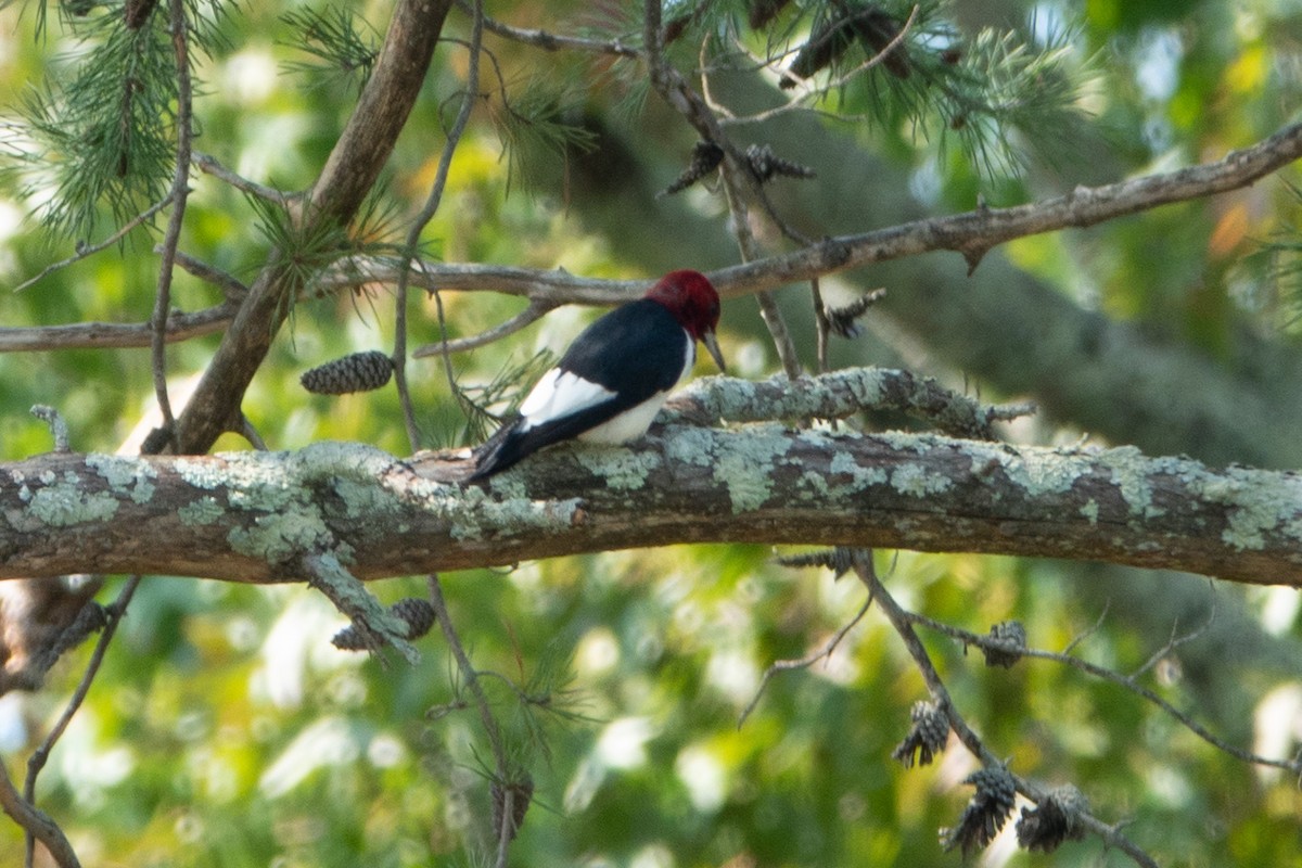 Red-headed Woodpecker - ML378327181