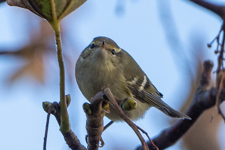 Yellow-browed Warbler - ML378328031