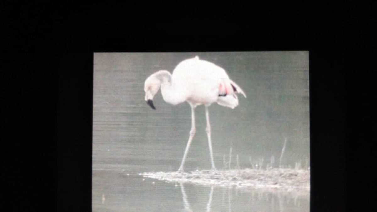 Chilean Flamingo - ML378328691