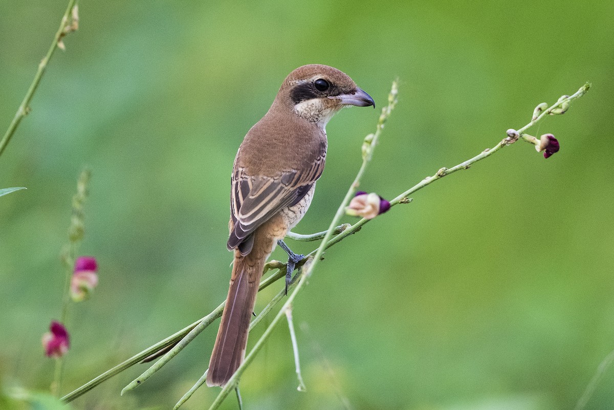Brown Shrike (Brown) - Wachara  Sanguansombat