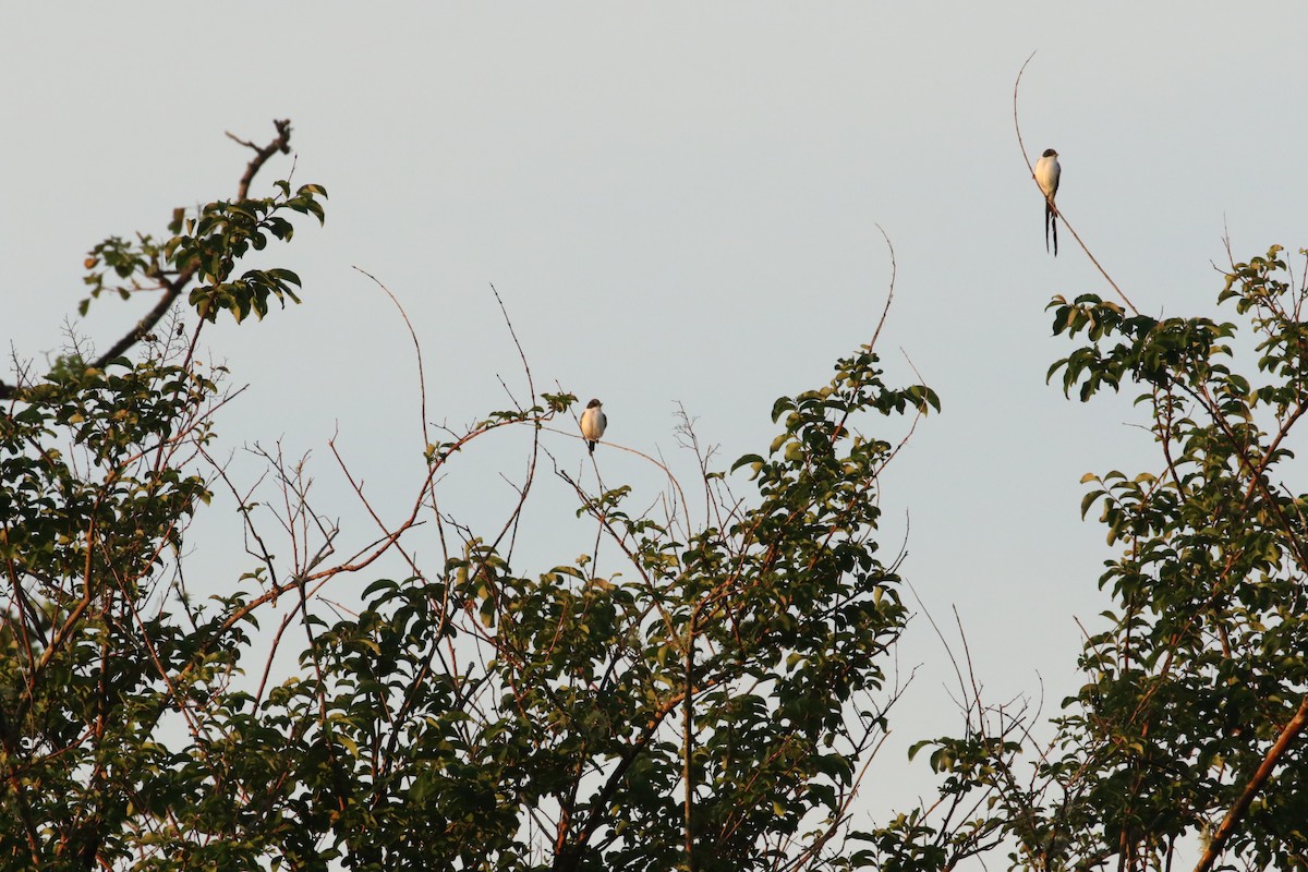 Fork-tailed Flycatcher - Delaina LeBlanc
