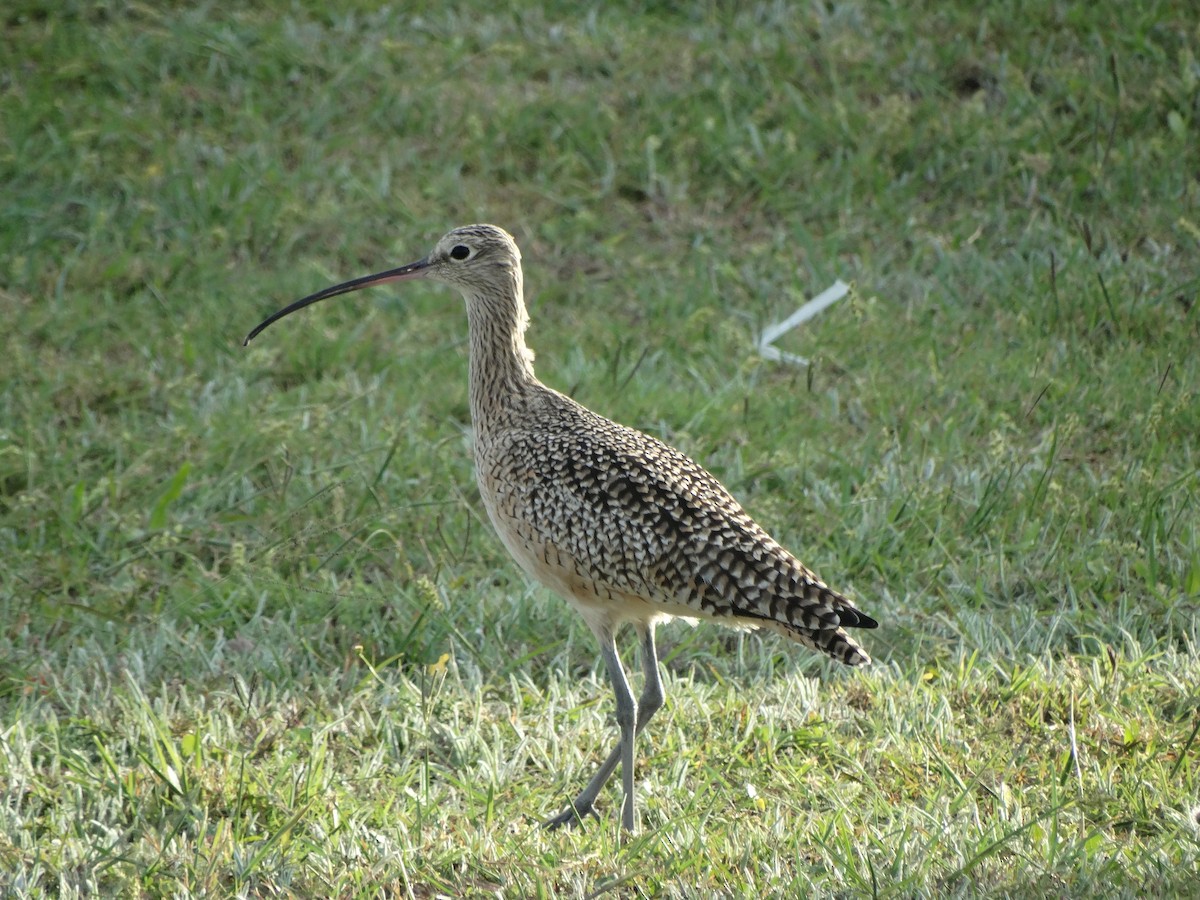 Long-billed Curlew - Andrew E and Rebecca A Steinmann