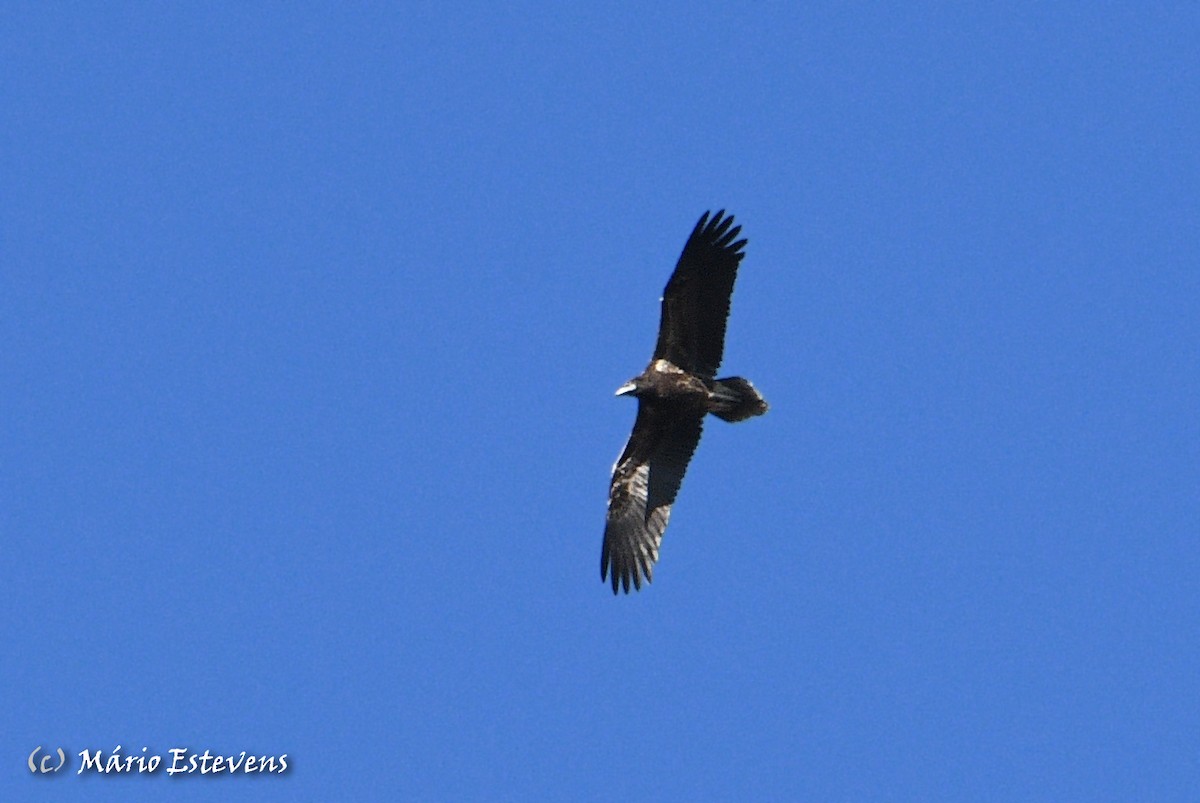 Egyptian Vulture - ML378335141