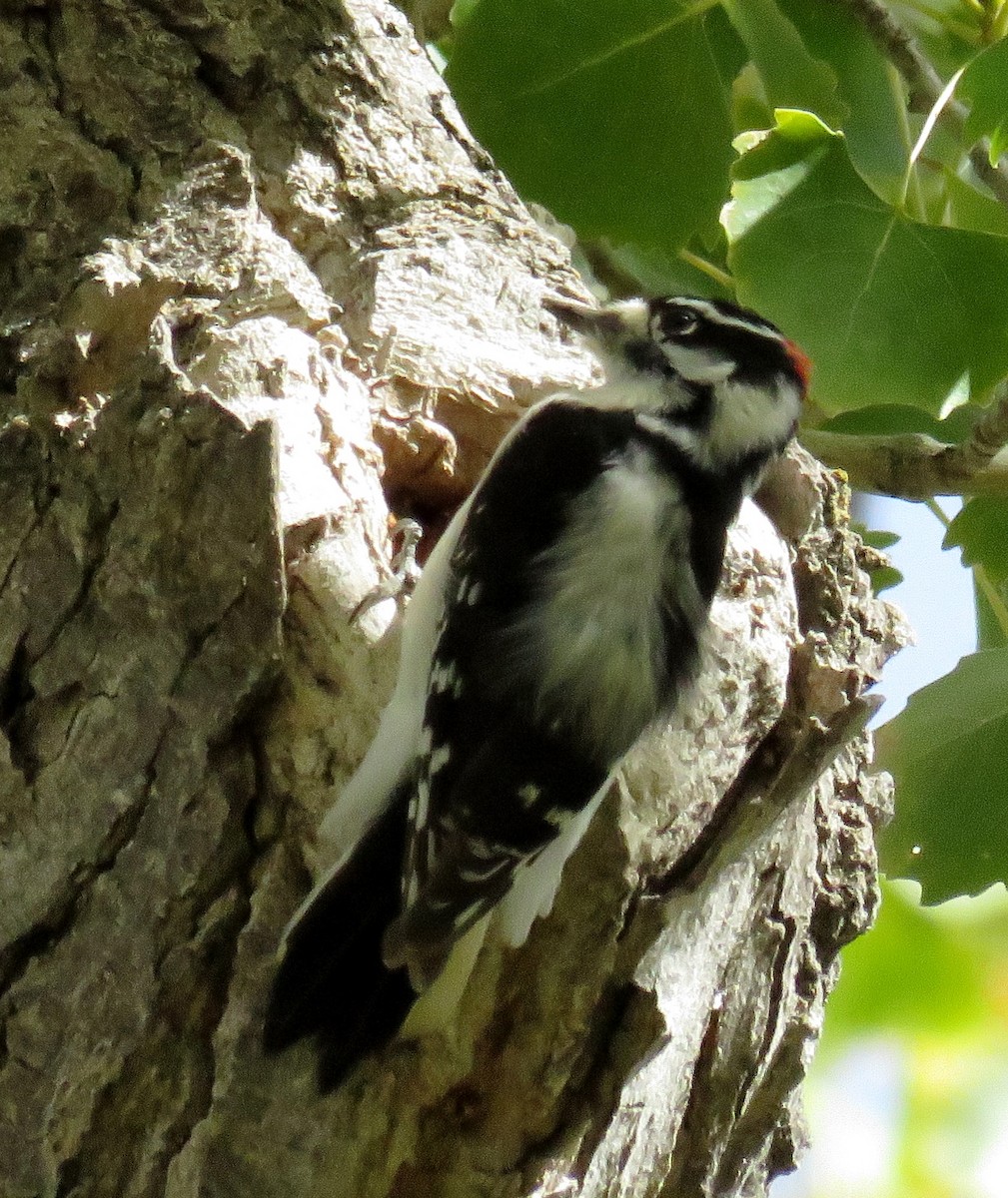 Downy Woodpecker (Rocky Mts.) - JoAnn Potter Riggle 🦤