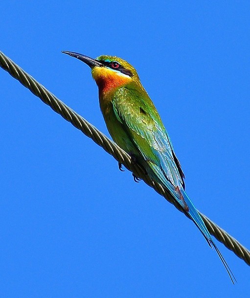 Blue-tailed Bee-eater - ML378341001