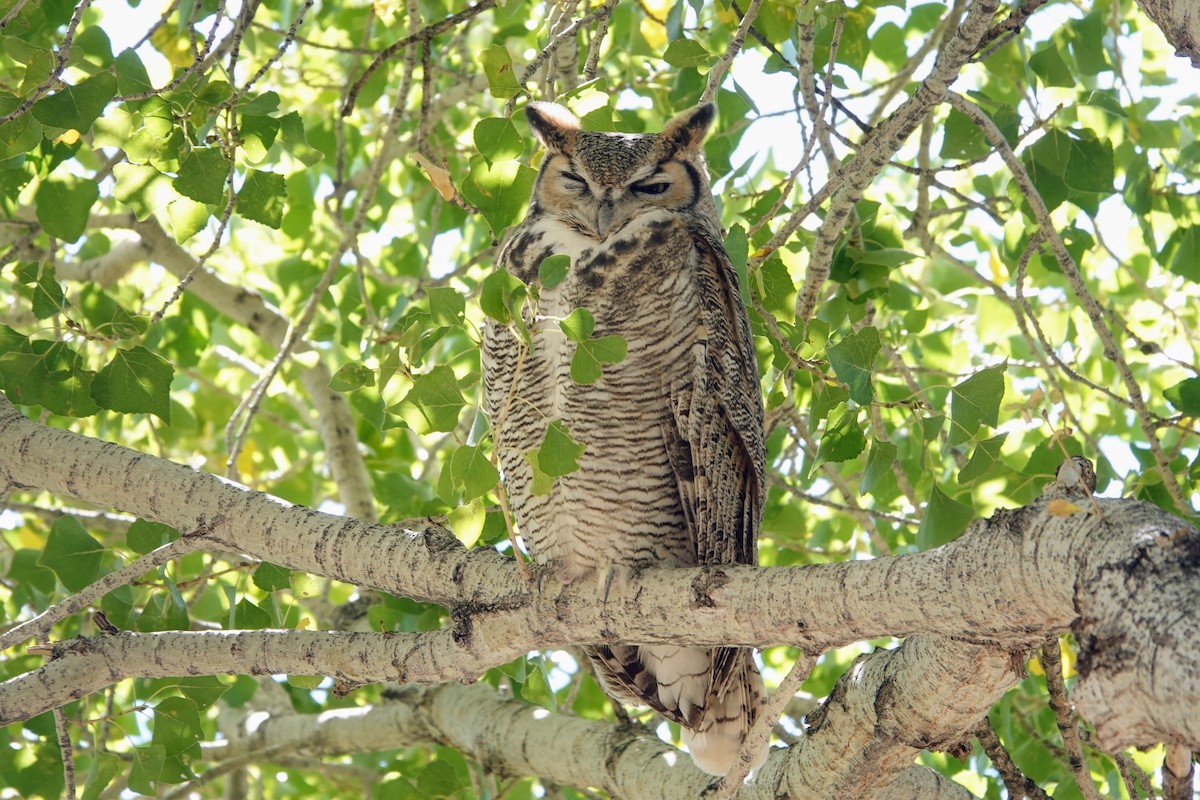 Great Horned Owl - Linda Hamp